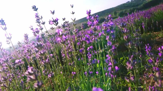 Flying on the blooming lavender field