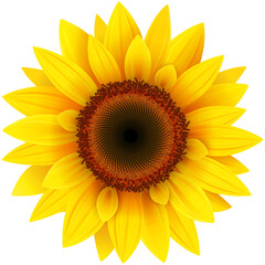 Obraz premium sunflower isolated on white