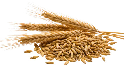 Golden barley grains and ripe ears, a natural harvest of cereal crops, perfectly isolated PNG for agriculture and food design