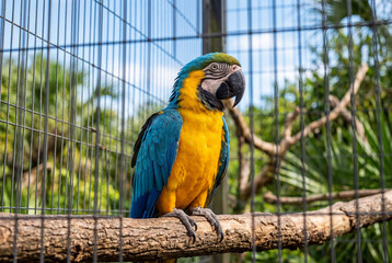 Obraz premium Vivid blue and yellow macaw perched on wooden branch in aviary
