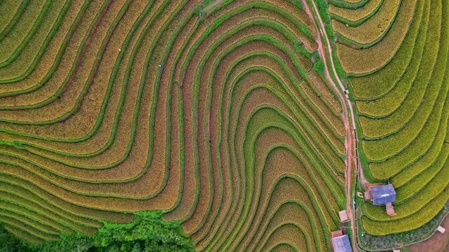 Drone aerial view of asian rice terraces during harvest season
