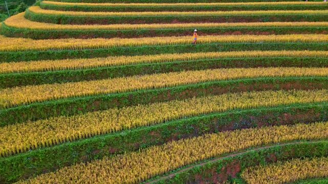 Drone flying over golden rice terraces with a tourist walking