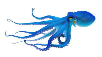 Vibrant blue octopus with intricate skin texture and yellow eyes, isolated PNG on transparent background, marine life creature © PAPADOMUS