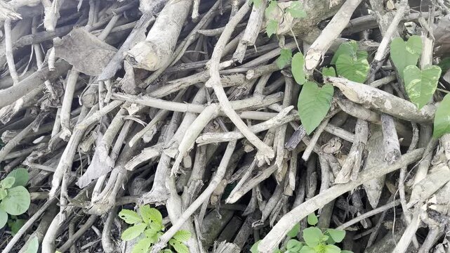 Tangled Dry Branches and Green Foliage