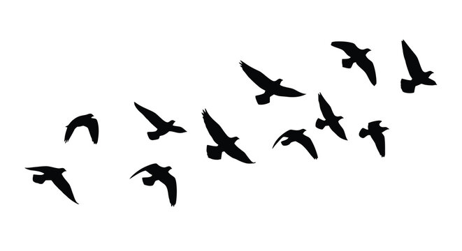 A minimalistic depiction showcases a flock of birds in flight against a stark white background creating a sense of freedom