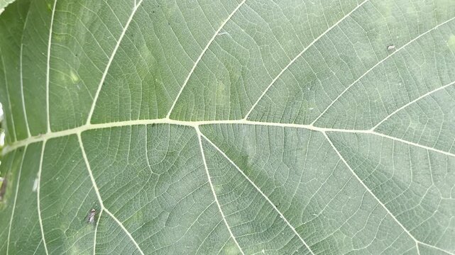 Close up of green teak leaf texture with detailed veins