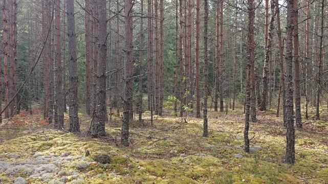 Juniper, pine and birch trees grow in the mixed forest. A young pine tree bent over a dirt forest road. The forest floor, covered with moss and berry bushes, and the road are strewn with fallen leaves