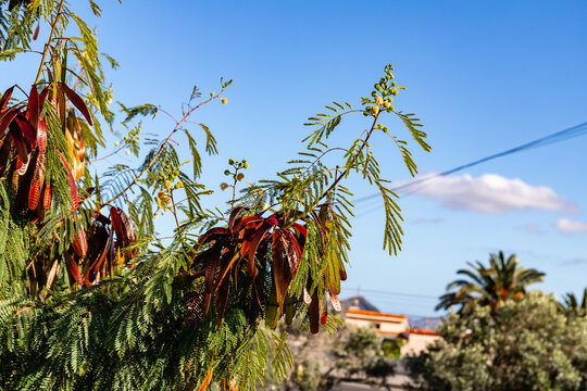 Spain, Canary Islands, Fuerteventura-February 5, 2026: Leucaena Tree Branch With Seed Pods And Leaves