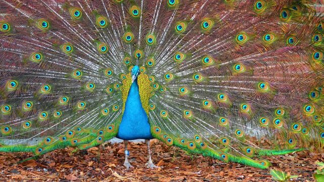 Male peacock displaying vibrant iridescent tail feathers on ground. Frontal view of Indian peafowl spreading plumage with ocelli patterns over dry leaves near brick wall.