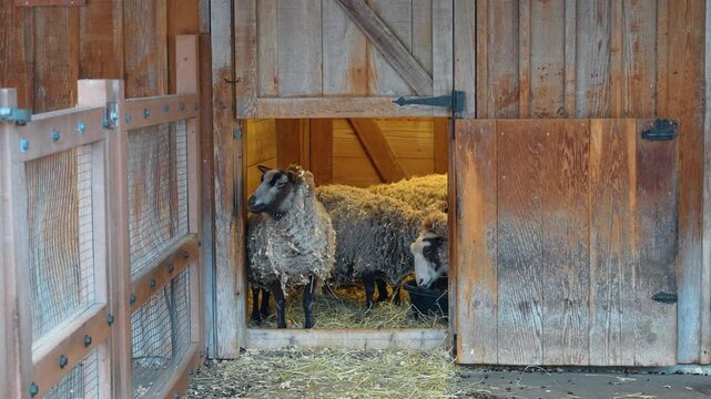 Group of sheep inside wooden stable during winter day. Several domestic sheep gathered at the entrance of a timber barn with hay and wooden fencing.