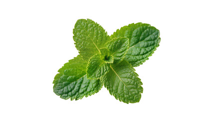 Fresh vibrant green mint leaves, an aromatic culinary herb, perfectly isolated on a transparent background, ready for food and drink design PNG © PAPADOMUS