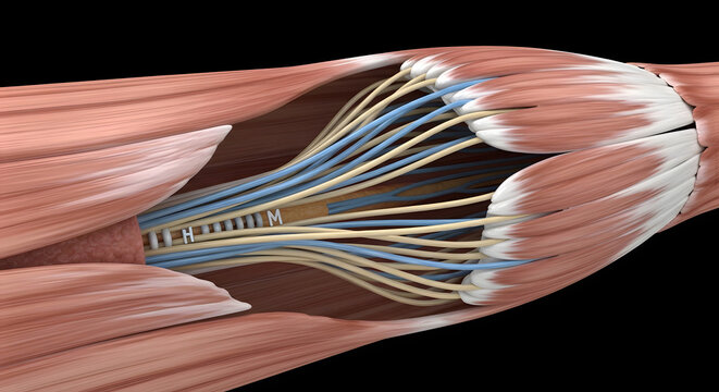 A detailed view of the human peroneal nerve and surrounding muscles