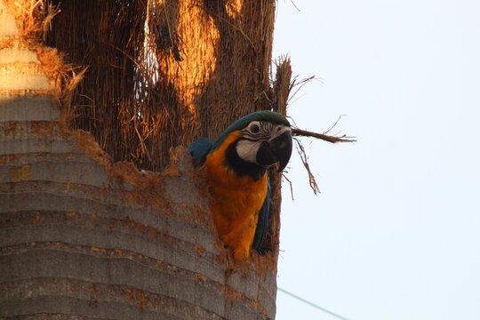 Arara no ninho