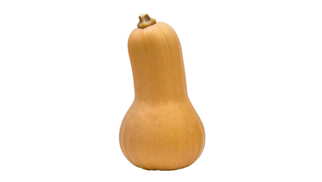 Fresh organic butternut squash, a healthy autumn vegetable, perfectly isolated PNG on transparent background, ready for culinary designs