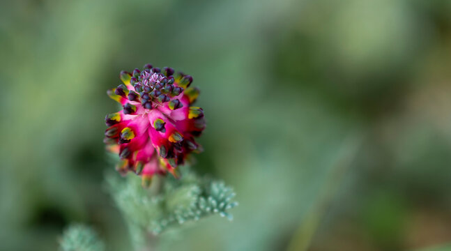 Wild purple flower in natural meadow with soft background