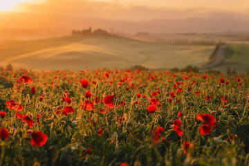 Fotobehang Klaprozen A stunning field of red poppies (Papaver rhoeas) dancing in the wind against the backdrop of the Italian countryside. A symbol of spring rebirth and natural elegance.  © PawelUchorczak