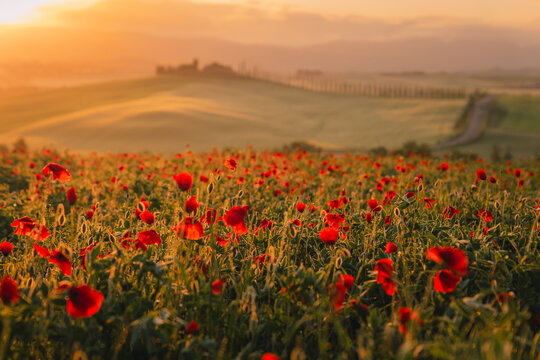 A stunning field of red poppies (Papaver rhoeas) dancing in the wind against the backdrop of the Italian countryside. A symbol of spring rebirth and natural elegance.