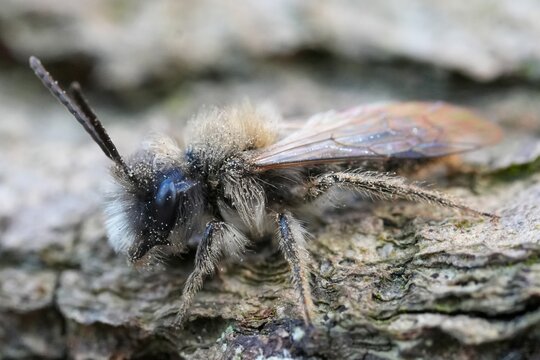 Closeup on a fluffy male mining bee, Andrena species warming up on a tree-trunk covered with sand