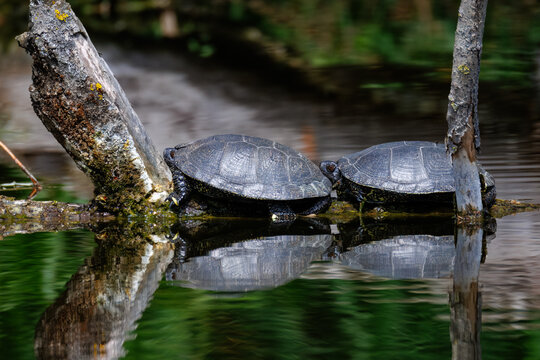 A pair of European pond turtles lies on a log above the water, perpendicular to the camera, basking in sunlight in their natural habitat on a sunny spring day.