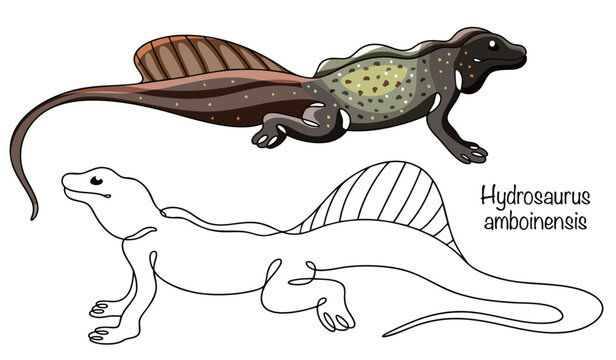 Hydrosaurus amboinensis