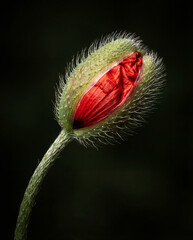 Obraz premium Detail of red poppy on a black background