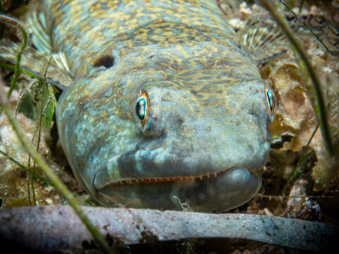 Close-up of camouflaged lizardfish resting on sandy seabed