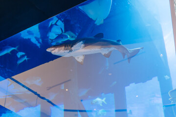 Obraz premium Shark swimming in a large aquarium tank with blue water and reflections, surrounded by various fish and underwater scenery in a public display setting
