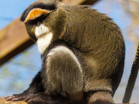 Cercopith&egrave;que de Brazza