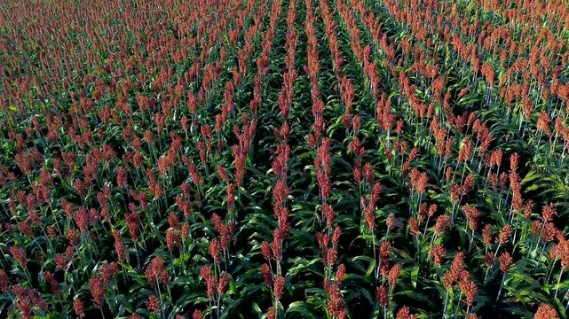 sorghum farming