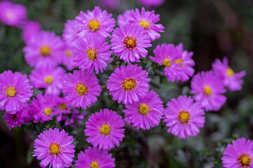 Obraz premium Symphyotrichum novi-belgii flowering plant, beautiful summer autumn rich petal flowers in bloom