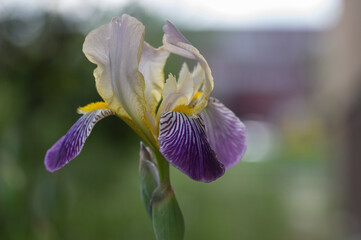 Iris sambucina colorful tall flowering springtime plant, elder scented iris white violet yellow flowers in bloom © Iva
