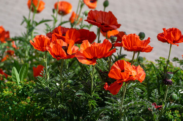 Fototapeta premium Oriental poppy Papaver orientale bright red orange flowers blooming in garden flowerbed