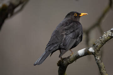 Fototapeta premium Common blackbird (Turdus merula) perched on branch with clean background and copy space