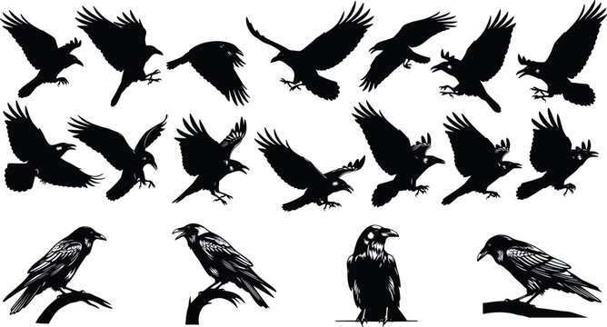 Black silhouette illustration of crows and ravens in flight and perched positions showing bird anatomy, motion, and expressive detail
