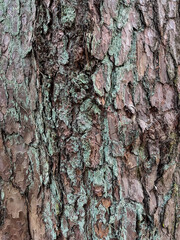 Fototapeta premium Tree bark covered with lichen