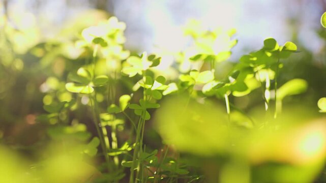 Clover field bathed in warm sunlight