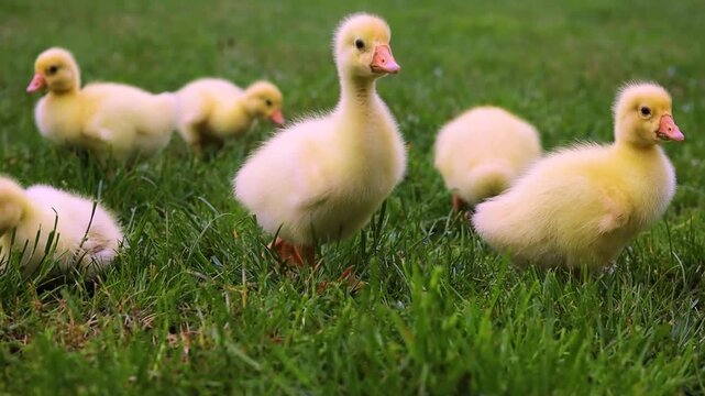 Funny small bright  yellow goslings on the green grass