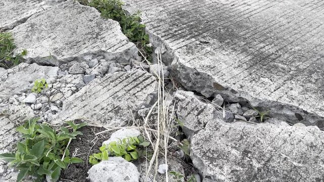 Close up of a badly cracked concrete road with weeds growing through.