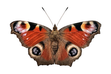 Peacock butterfly Aglais io with spread wings on transparent background. © Valentina Shilkina