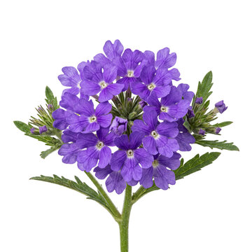Close-up of a vibrant purple verbena flower cluster on a white background