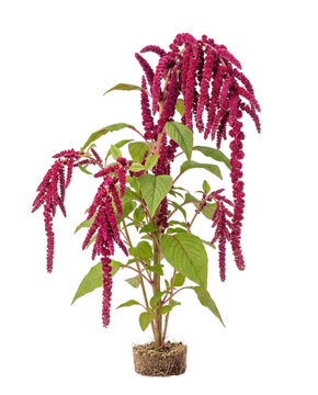 Amaranth plant with drooping red flower tassels and green leaves on a white background