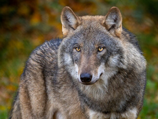 Obraz premium Lobo europeo