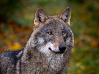 Fototapeta premium Lobo europeo