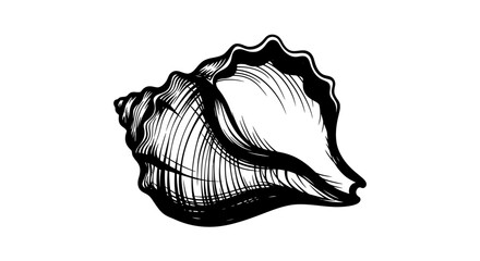 An intricate black and white illustration depicts a detailed seashell showcasing its spiraling form as a striking silhouette high quality professional © AsfiqurRahman