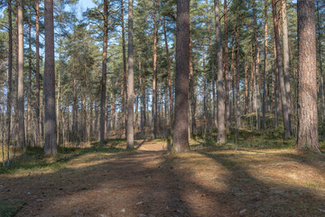 Obraz premium Sunlit pine forest path with tall trees and soft shadows in a peaceful woodland landscape, ideal for nature, travel and mindfulness themes