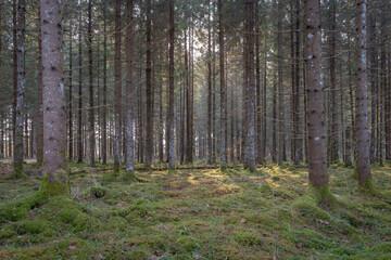 Sun rays filtering through dense pine forest with moss covered ground, creating peaceful natural atmosphere for wellness, travel and nature themes © Edijs