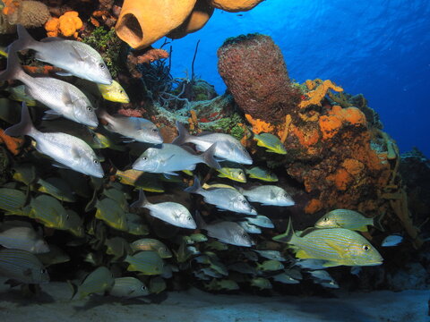 School of grunts sheltering under coral reef ledge