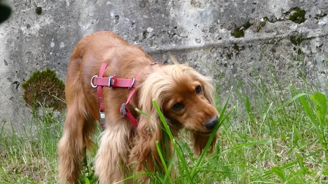 golden-red dog eats green grass on a walk, chews appetizingly, English Cocker Spaniel, funny face, curly ears, vitamins, pet