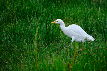 Fototapeta premium Cattle Egret (Ardea ibis), a beautiful little heron searching for food among cattails at the edge of a wetland. Peru.