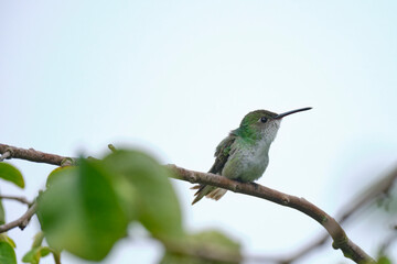 Fototapeta premium White-bellied Hummingbird (Elliotomyia chionogaster), small and beautiful, perched on branches around a bush, where its beautiful plumage can be seen. Peru.